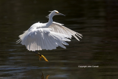 Blue-Water;Egret;Egretta-thula;Forage;One;Snowy-Egret;avifauna;bird;birds;color-